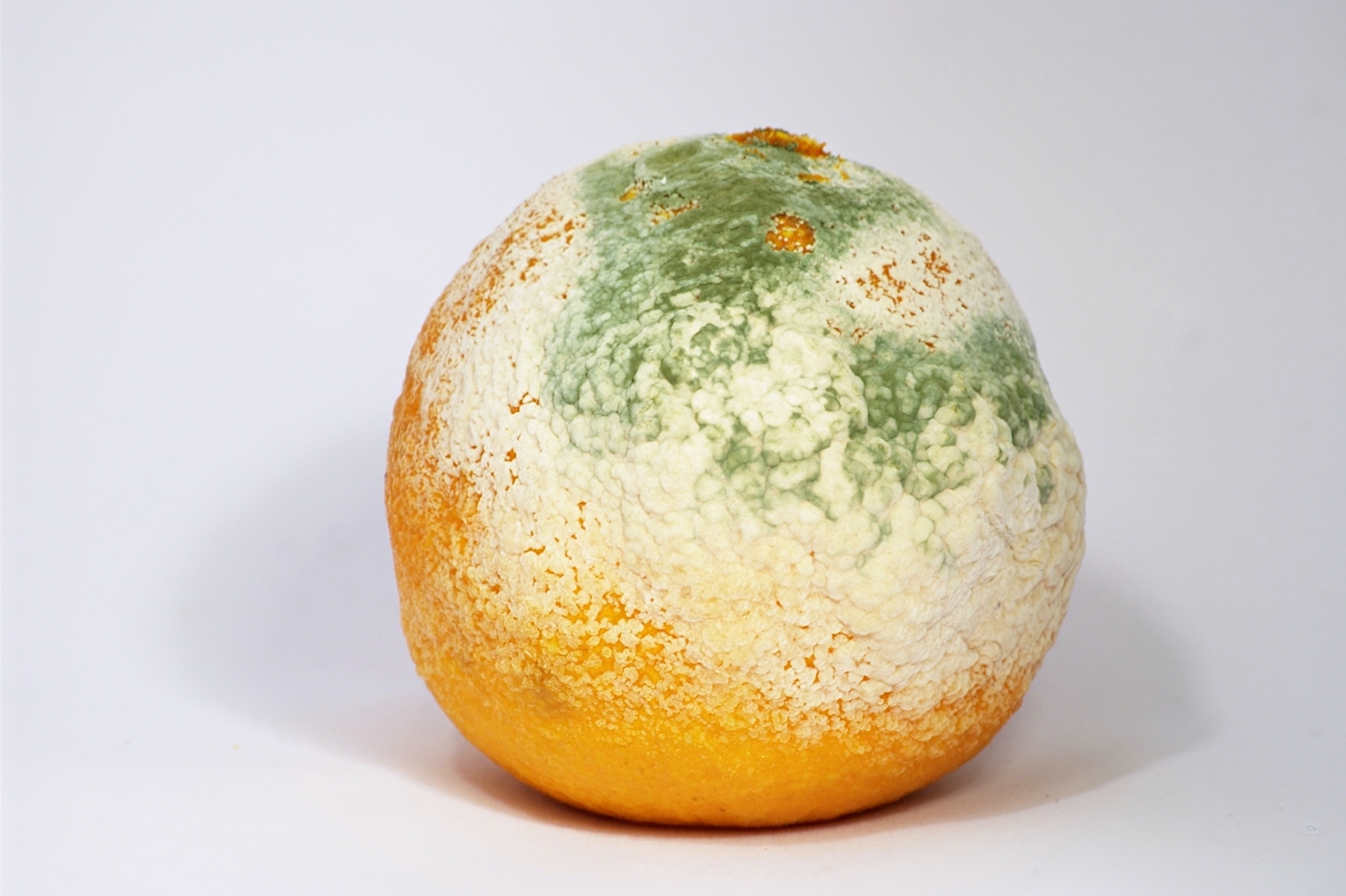 mouldy orange