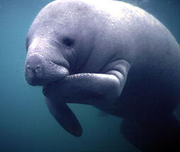 Manatee close up