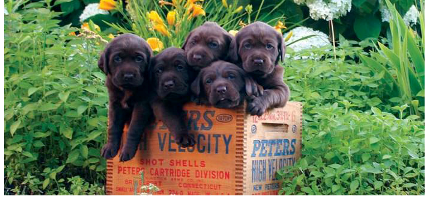 summer puppies